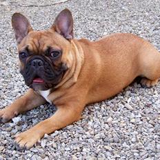 Fransk bulldog Oscar 