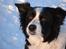 Border collie Tequila (1996-2009) - Tequila 13 år med på skiferie i Sverige
