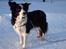 Border collie Tequila (1996-2009) - Tequila 13 år med på skiferie i Sverige