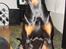 Dobermann Bandit *R.I.P*