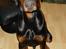 Dobermann Bandit *R.I.P*