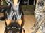 Dobermann Bandit *R.I.P*