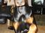 Dobermann Bandit *R.I.P*