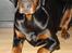 Dobermann Bandit *R.I.P*