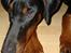 Dobermann Bandit *R.I.P*