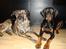 Dobermann Bandit *R.I.P*