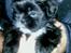 Shih tzu Tai -Fu