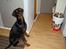 Dobermann Bandit *R.I.P*