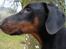 Dobermann Bandit *R.I.P*