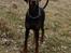 Dobermann Bandit *R.I.P*