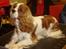 Cavalier king charles spaniel Bella