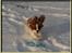 Cavalier king charles spaniel Bella
