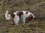 Cavalier king charles spaniel Bella
