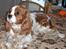 Cavalier king charles spaniel Bella