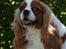 Cavalier king charles spaniel Bella