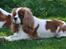 Cavalier king charles spaniel Bella