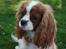 Cavalier king charles spaniel Bella