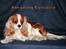 Cavalier king charles spaniel Bella