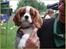 Cavalier king charles spaniel Bella