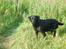 Labrador retriever Bella - skal jeg komme nu?