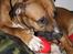 Blanding af racer Kiki *R.I.P min skat* - d. 6. marts 09