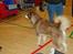 Alaskan malamute Sakima - Hårlev 11 mdr