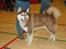 Alaskan malamute Sakima - Hårlev 11 mdr