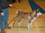 Alaskan malamute Sakima - Hårlev 11 mdr