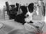 Border collie Mikkel