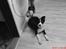 Border collie Mikkel