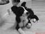 Border collie Mikkel