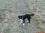 Border collie Mikkel