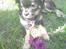Chihuahua Luca