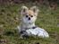 Chihuahua Dusty - dusty med hans "bold"