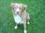 Nova scotia duck tolling retriever rufus