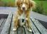 Nova scotia duck tolling retriever rufus