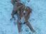Nova scotia duck tolling retriever rufus