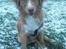 Nova scotia duck tolling retriever rufus