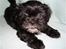 Shih tzu Tai -Fu