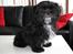 Shih tzu Tai -Fu