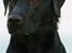 Labrador retriever Anton
