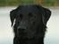 Labrador retriever Anton