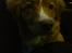 Nova scotia duck tolling retriever rufus