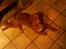 Nova scotia duck tolling retriever rufus