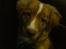 Nova scotia duck tolling retriever rufus