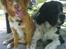 Nova scotia duck tolling retriever rufus - Rufus og vores gamle hund Cody