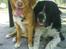 Nova scotia duck tolling retriever rufus - Rufus og vores gamle hund Cody