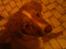 Nova scotia duck tolling retriever rufus