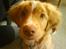 Nova scotia duck tolling retriever rufus