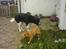 Nova scotia duck tolling retriever rufus - Rufus og vores gamle hund Cody